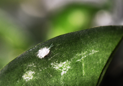 Ecogarden Cura del Verde cocciniglia