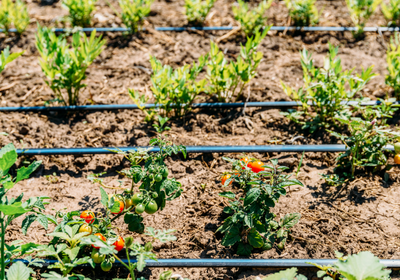 Ecogarden Cura del Verde impianti irrigazione interrati