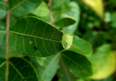 Ecogarden Cura del Verde repellenti cimici