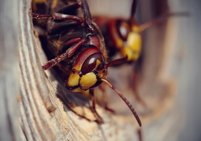 Ecogarden Cura del Verde repellenti vespe calabroni